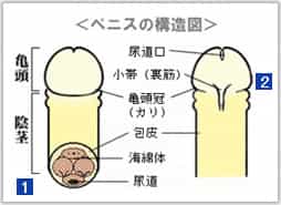 「陰茎」と呼ばれるサオの部分と、「亀頭」と呼ばれる頭の部分に分けられます。